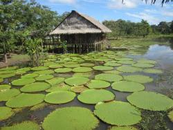 Dioses del Amazonas