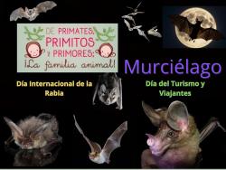 697. No todos los murciélagos tienen rabia: murciélago.