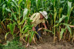 Desde la milpa los alimentos pasan hasta nuestra mesa. 897