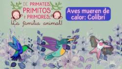 632. Aves mueren de calor: colibrí