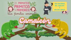 715. Día de la magia: camaleón