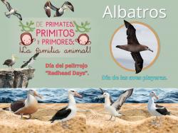 694. Dìa internacional de las aves playeras: albatros