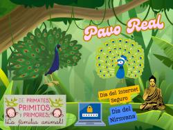 716. Día del nirvana e internet seguro: pavo real 