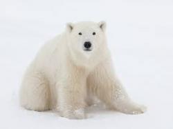 61. Oso Polar