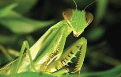 65. Mantis Religiosa