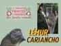 468. Conocer especies en peligro de extinción y cuidarlas desde casa Lémur cariancho.