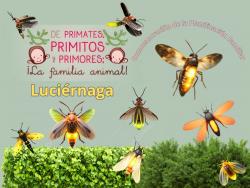 689. “Primer alumbrado público en México y luciérnaga que brilla con luz propia”