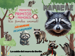 703. Soy un tejón, no un mapache; qué confusión: Mapache 