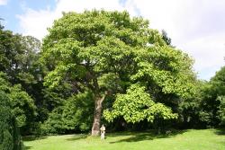 Árbol de olivo 