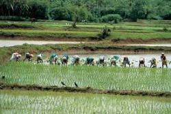 Efectos de la agricultura capitalista