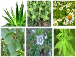 Plantas medicinales