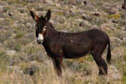 31. Burro