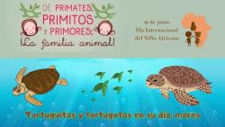 630. Tortuguitas y tortugotas en su día, mares.