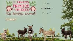 678. Burro maestro