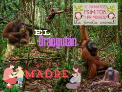 729. Mamá orangutana, una gran dama. Orangután
