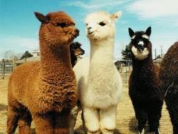 Alpacas de Perú