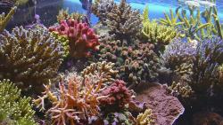 Corales en peligro